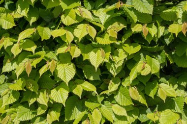 Taze yeşil yapraklar Parlak güneş ışığıyla aydınlatılır