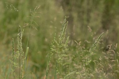Güneşli bir yaz gününde, bulanık bitki arka planında yeşil mısır gevrekleri
