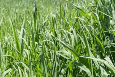 Taze yeşil yabani otlarla dolu bir arka plan. Güneşli yaz günü