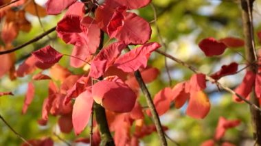 Kırmızı (Cotinus coggygria sonbahar güneş ışınları tarafından aydınlatılmış rüzgarda dalgalandı duman ağacının yaprakları)