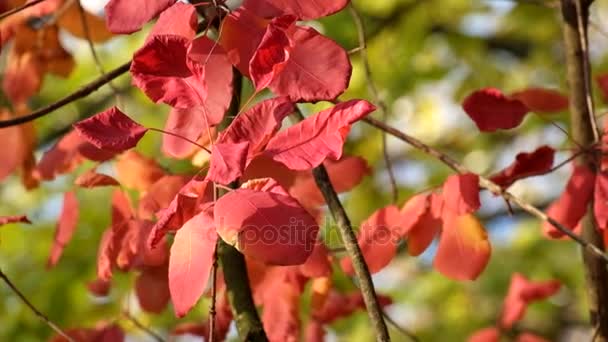 Feuilles rouges de l'arbre de fumée flottant dans le vent, éclairées par les rayons du soleil d'automne (Cotinus coggygria )