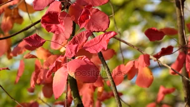 Červené Listy Stromu Kouř Třepotaly Větru Ozářená Paprsky Podzimního Slunce — Stock video