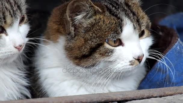 Schüchterne Katze Beobachtet Passiert — Stockvideo