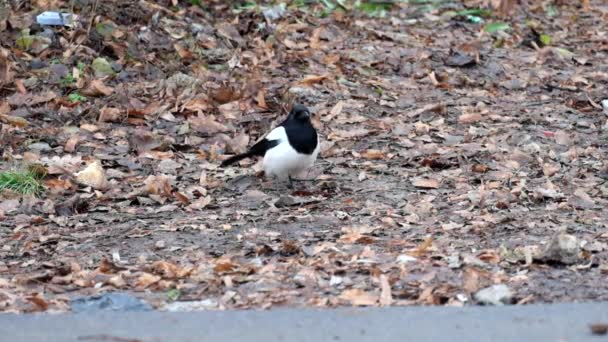 Young Eurasian Magpie Looking Food Ground Pica Pica — Stock Video