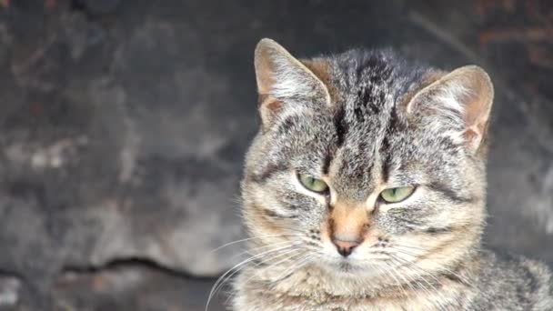 Intéressé Chat Tabby Commune Regarde Objet — Video