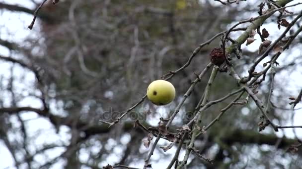 Utolsó Apple Lóg Egy Ága — Stock videók