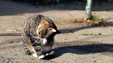 Beyaz yakalı güzel tekir kedi oturur ve yıkanmış