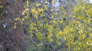 Huş ağacı dalları ile sarı yaprakları Rüzgar (Betula bulmaya)