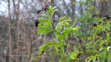 Siyah mürver meyve dalları Rüzgar (Sambucus nigra dalgalandı)