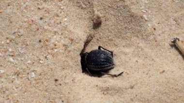 Çöl karanlık böceği çok hızlı bir şekilde (Pimelia bipunctata kum içinde a sığınak digs)