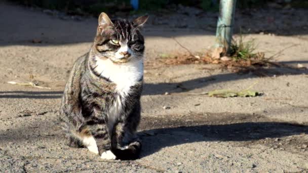 Vackra Tabby Katt Med Vit Krage Fångar Ljudet Gatan — Stockvideo