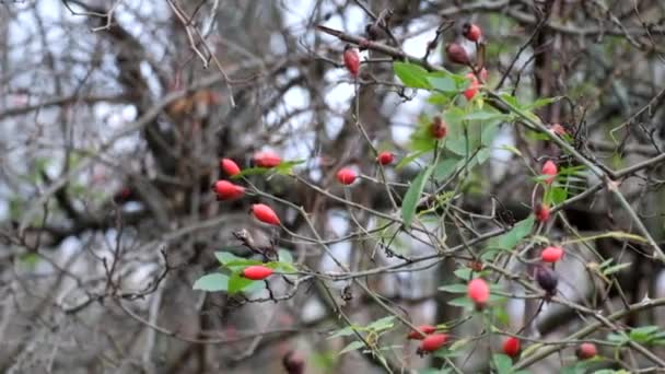 Branches Dog Rose Fluttered Wind Rosa Canina — Stock Video