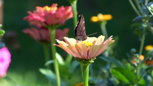 Vlinder Europese Peacock Verzamelt Nectar Uit Bloemen Aglais — Stockvideo