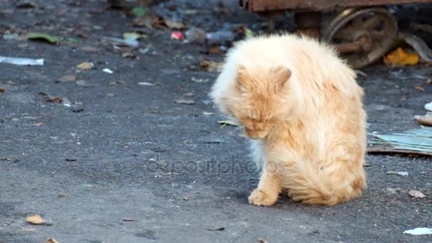 Sahne Müllkatze Mit Bösem Blick Wäscht Sich — Stockvideo