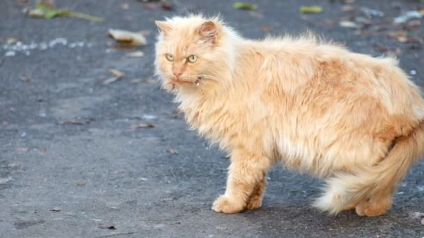 Кремовий Сміттєвий Кіт Шкідливим Виглядом Лизати Після Їжі — стокове відео