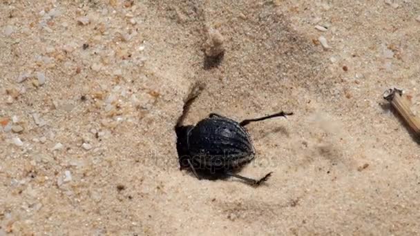 沙漠黑暗甲虫非常迅速地在沙地上挖一个庇护所 Pimelia Bipunctata — 图库视频影像