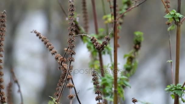 Torra Korgar Hjärtstilla Fladdrade Vinden Leonurus Sibiricus — Stockvideo