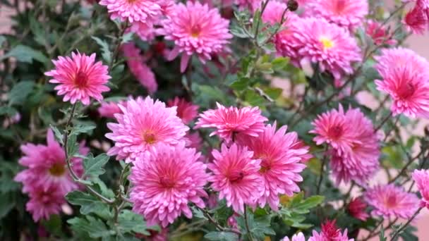 Chrysanthème Violet Secoue Une Brise Douce — Video