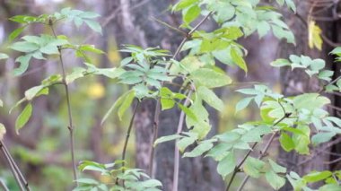 Genç kül sürgünler Rüzgar (Fraxinus dalgalandı)