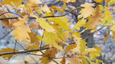 Sararmış meşe (Quercus rüzgarda fluttered yaprakları)
