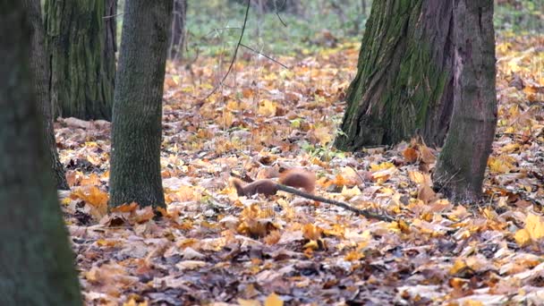 Röda Ekorren Letar Efter Något Torra Nedfallna Löv Skogen Höst — Stockvideo