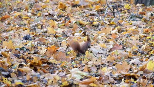 Rotes Eichhörnchen Sucht Etwas Trockenen Laub Des Herbstwaldes Sciurus Vulgaris — Stockvideo