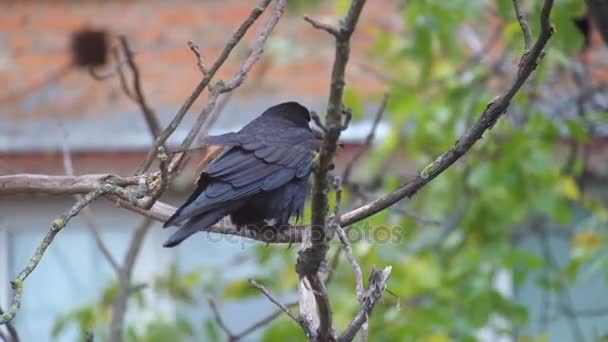 Rook Sits Nut Branch Shallow Rain Wind Corvus Frugilegus — Stock Video