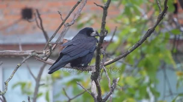 Rook Sitter Mutter Gren Ett Grunt Regn Och Vind Och — Stockvideo