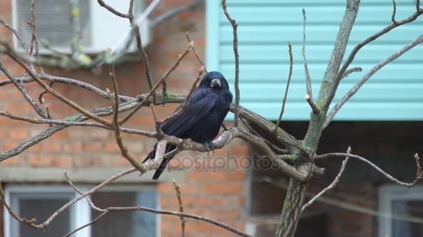 Ладья Сидит Ореховой Ветке Небольшим Дождем Ветром Затем Улетает Corvus — стоковое видео