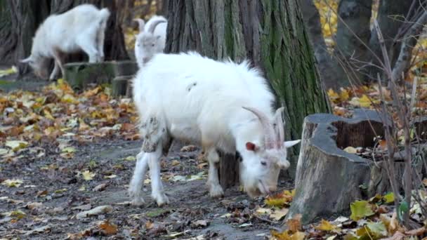 Las Cabras Blancas Domésticas Comen Hojas Amarillentas Caídas Capra Aegagrus — Vídeo de stock