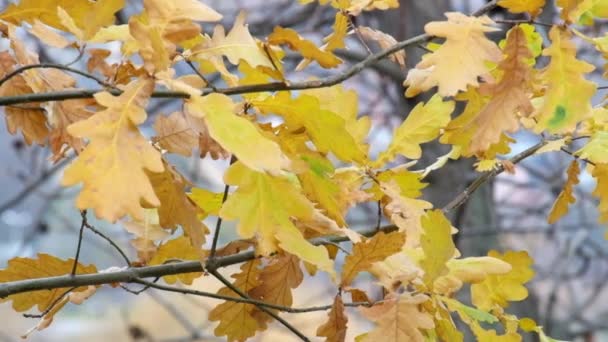 Feuilles de chêne jaune flottant dans le vent (Quercus )