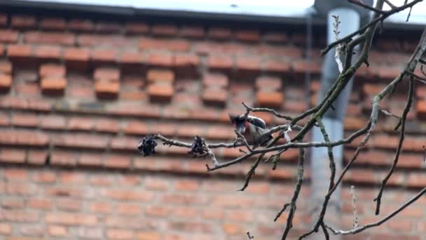 Picchio Dorso Bianco Alla Ricerca Insetti Ramo Nudo Noce Dendrocopos — Video Stock