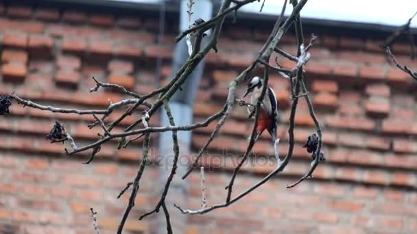 Witrugspecht Zoek Naar Insecten Een Kale Tak Van Moer Dendrocopos — Stockvideo