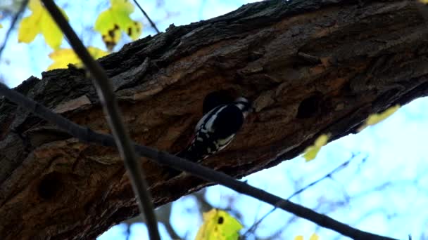 Pájaro Carpintero Espalda Blanca Mira Durante Mucho Tiempo Hueco Árbol — Vídeo de stock