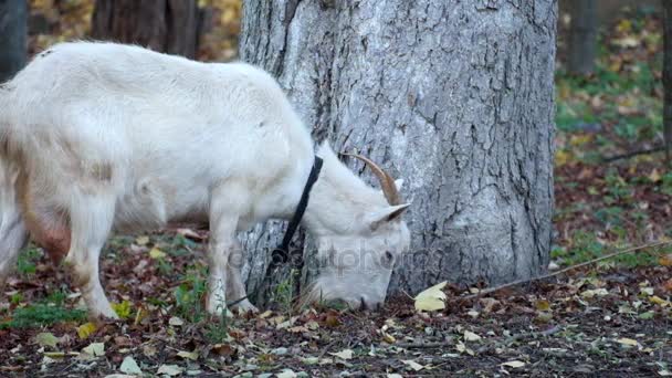Les Chèvres Domestiques Blanches Mangent Les Feuilles Jaunies Tombées Capra — Video