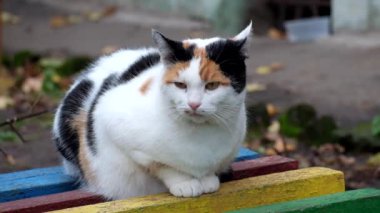 Çok renkli kedi bir bankta oturur ve etrafına bakıyor