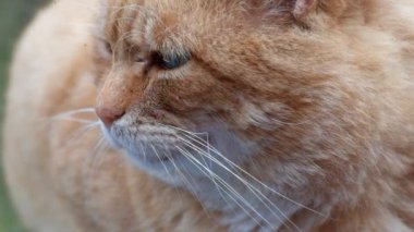 Zencefil kedi yakın çekim namlu
