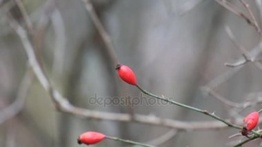 Yalnız köpek-gül Rüzgar (Rosa canina dalgalandı)