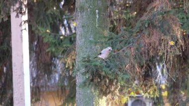 Jay Ladin dalda oturur ve uzak (Garrulus glandarius uçar)