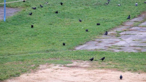 ルックスとフード付きのカラスは緑の草に何かを探してください — ストック動画