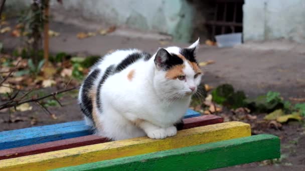 Gato Multicolorido Senta Banco Olha Volta — Vídeo de Stock