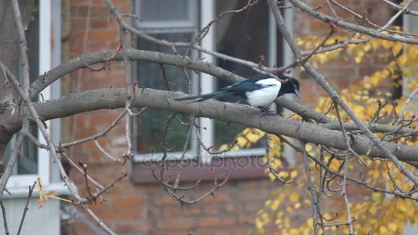 Magpie Senta Ramo Sem Folhas Uma Noz Olha Curiosamente Para — Vídeo de Stock