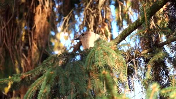 Jay Sits Spruce Branch Flies Away Garrulus Glandarius — Stock Video