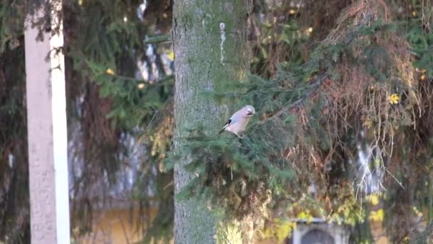 Jay Sienta Una Rama Abeto Luego Vuela Lejos Garrulus Glandarius — Vídeos de Stock