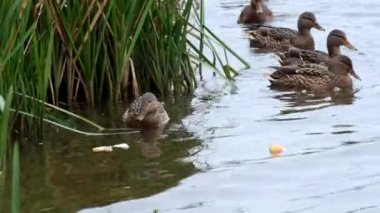 Bir parça ekmek (Anas platyrhynchos için kadın Mallard mücadele)
