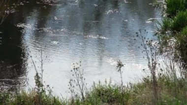 Nehirdeki balık daireler su bulutlu bir günde bırakır