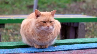 Şişman zencefil kedi bir bankta oturur ve etrafına bakıyor