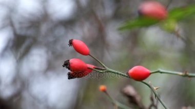 Köpek-gül Rüzgar (Rosa canina dalgalandı fışkın)