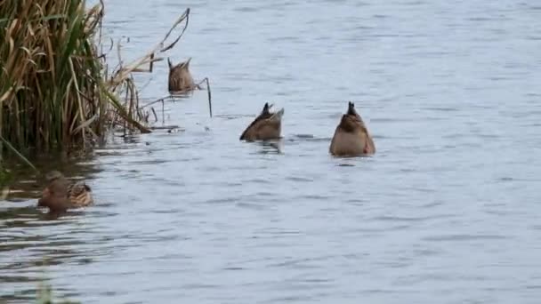 雌性野鸭在河中潜水寻找食物 阿纳斯野鸭 — 图库视频影像