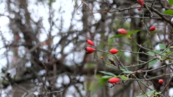 Focusing Dog Rose Fluttered Wind Slow Turn Right Rosa Canina — Stock Video